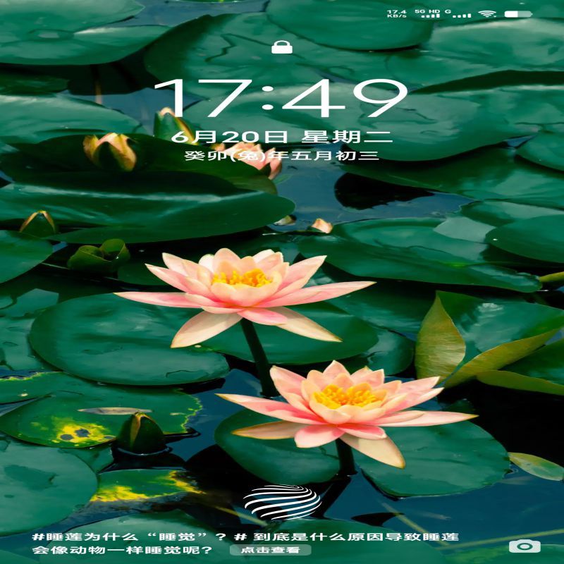朱琴